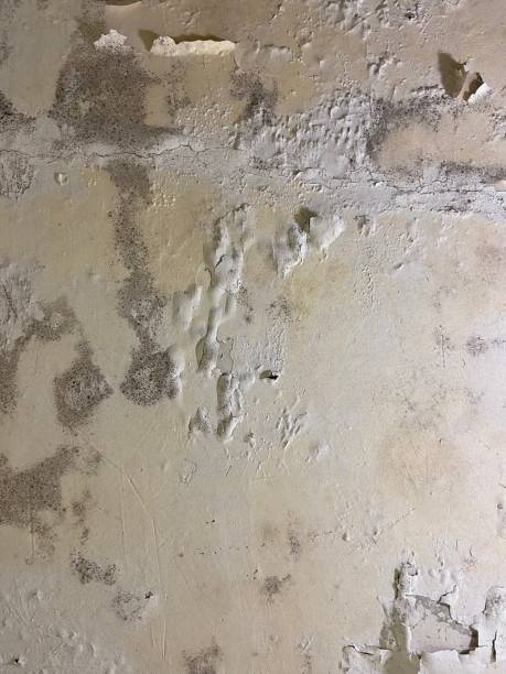 Best Commercial Mold Removal  in Point Marion, PA