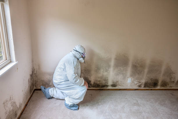 Best Black Mold Removal  in Point Marion, PA