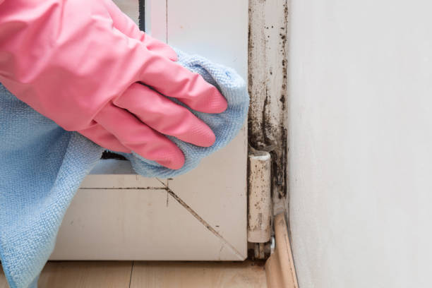 Best Mold Damage Repair  in Point Marion, PA