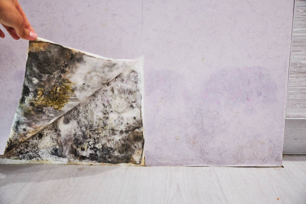 Best Professional Mold Removal  in Point Marion, PA